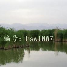 ζ