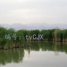ź