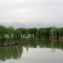 ָ