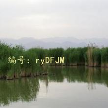 ʵ