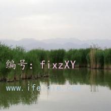 ʵ