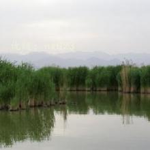 ı
