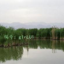 ʵ
