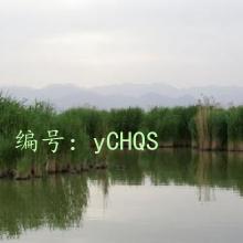 ζ