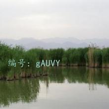 ׼