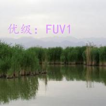 ź